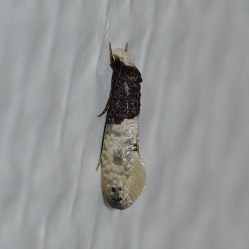 Trichophaga tapetzella